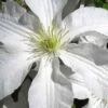 John Huxtable Clematis - 1 Gallon Pot