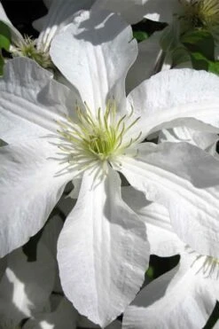 Plant Outlet Store 26 John Huxtable Clematis - 1 Gallon Pot