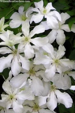 John Huxtable Clematis - 1 Gallon Pot 10 John Huxtable Clematis - 1 Gallon Pot -Plant Outlet Store clematis john huxtable 3