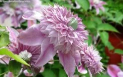 Josephine Clematis - 1 Gallon Pot -Plant Outlet Store clematis josephine 15