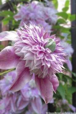 Plant Outlet Store 12 Josephine Clematis - 1 Gallon Pot