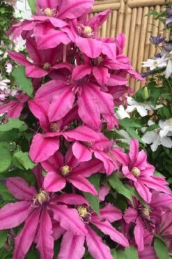 Liberation Clematis - 1 Gallon Pot 9 Liberation Clematis - 1 Gallon Pot -Plant Outlet Store clematis liberation 4