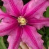 Liberation Clematis - 1 Gallon Pot -Plant Outlet Store clematis liberation 5