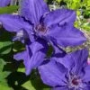Lindsay Clematis - 1 Gallon Pot 1 Lindsay Clematis - 1 Gallon Pot -Plant Outlet Store clematis lindsay 4