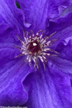 Lindsay Clematis - 1 Gallon Pot 9 Lindsay Clematis - 1 Gallon Pot -Plant Outlet Store clematis lindsay 5