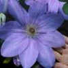 Mrs. Cholmondeley Clematis - 1 Gallon Pot 1 Mrs. Cholmondeley Clematis - 1 Gallon Pot -Plant Outlet Store clematis mrs cholmondeley 11