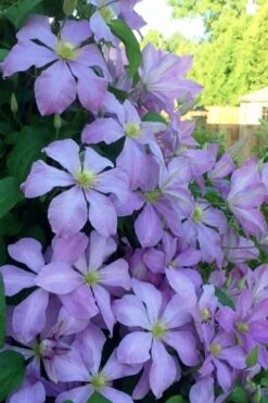 Mrs. Cholmondeley Clematis - 1 Gallon Pot 10 Mrs. Cholmondeley Clematis - 1 Gallon Pot -Plant Outlet Store clematis mrs cholmondeley 8