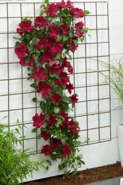 Nubia Clematis - 1 Gallon Pot 17 Nubia Clematis - 1 Gallon Pot -Plant Outlet Store clematis nubia 1