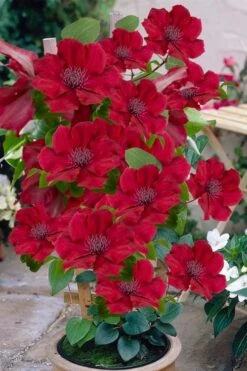 Nubia Clematis - 1 Gallon Pot 14 Nubia Clematis - 1 Gallon Pot -Plant Outlet Store clematis nubia 3