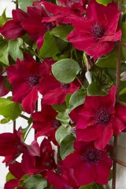 Nubia Clematis - 1 Gallon Pot 15 Nubia Clematis - 1 Gallon Pot -Plant Outlet Store clematis nubia 4