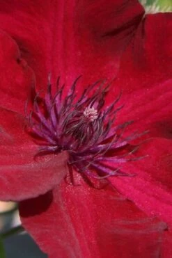 Nubia Clematis - 1 Gallon Pot 13 Nubia Clematis - 1 Gallon Pot -Plant Outlet Store clematis nubia 6