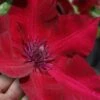 Nubia Clematis - 1 Gallon Pot -Plant Outlet Store clematis nubia 7