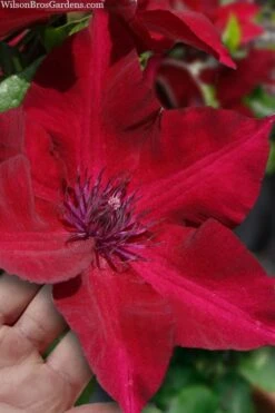 Plant Outlet Store 32 Nubia Clematis - 1 Gallon Pot