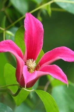 Princess Diana Clematis - 1 Gallon Pot -Plant Outlet Store clematis princess diana 3