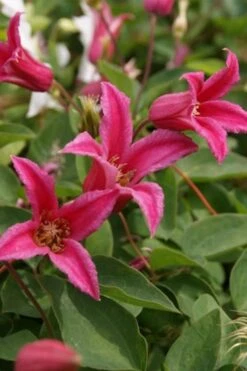 Princess Diana Clematis - 1 Gallon Pot -Plant Outlet Store clematis princess diana 4