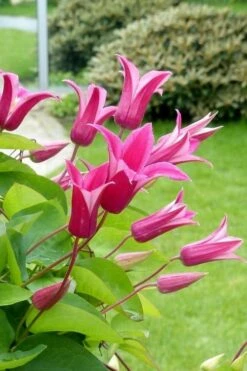 Princess Diana Clematis - 1 Gallon Pot -Plant Outlet Store clematis princess diana 5