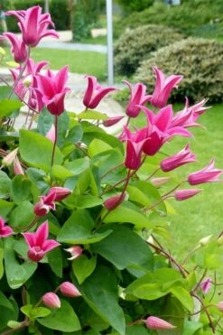 Princess Diana Clematis - 1 Gallon Pot -Plant Outlet Store clematis princess diana 6
