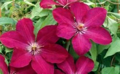 Rouge Cardinal Clematis - 1 Gallon Pot -Plant Outlet Store clematis rouge cardinal 2