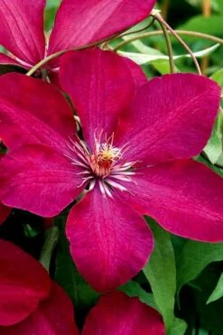 Rouge Cardinal Clematis - 1 Gallon Pot -Plant Outlet Store clematis rouge cardinal 3