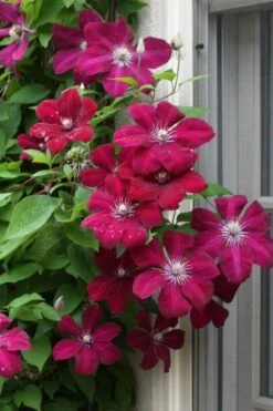 Plant Outlet Store 28 Rouge Cardinal Clematis - 1 Gallon Pot