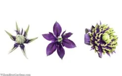 Taiga Clematis - 3 Gallon Pot -Plant Outlet Store clematis taiga 24 1