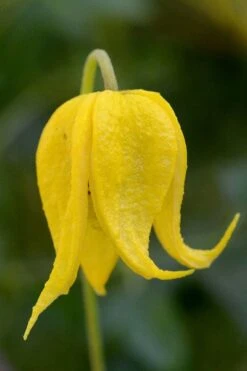 Plant Outlet Store 36 Tangutica Yellow Clematis - 1 Gallon Pot