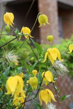 Tangutica Yellow Clematis - 1 Gallon Pot -Plant Outlet Store clematis tangutica 1