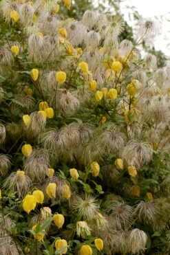 Tangutica Yellow Clematis - 1 Gallon Pot -Plant Outlet Store clematis tangutica flowers and seedheads