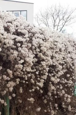 Tangutica Yellow Clematis - 1 Gallon Pot -Plant Outlet Store clematis tangutica seedheads winter