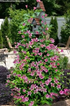 Duchess Of Albany Clematis - 1 Gallon Pot 13 Duchess Of Albany Clematis - 1 Gallon Pot -Plant Outlet Store clematis texensis duchess of albany 15