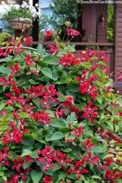 Gravetye Beauty Clematis - 1 Gallon Pot -Plant Outlet Store clematis texensis gravetye beauty 10