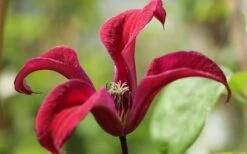 Gravetye Beauty Clematis - 1 Gallon Pot -Plant Outlet Store clematis texensis gravetye beauty 4