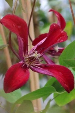Gravetye Beauty Clematis - 1 Gallon Pot -Plant Outlet Store clematis texensis gravetye beauty 7