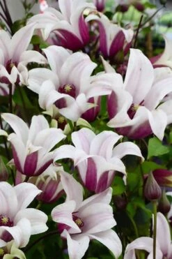 Princess Kate Clematis - 1 Gallon Pot -Plant Outlet Store clematis texensis princess kate 14