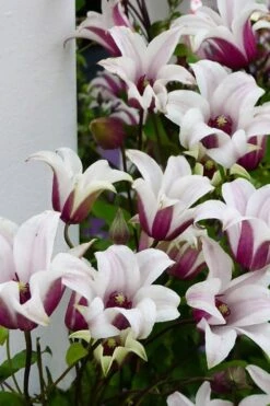 Princess Kate Clematis - 1 Gallon Pot -Plant Outlet Store clematis texensis princess kate 15