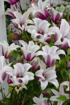 Princess Kate Clematis - 1 Gallon Pot -Plant Outlet Store clematis texensis princess kate 4
