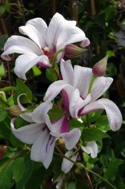 Princess Kate Clematis - 1 Gallon Pot -Plant Outlet Store clematis texensis princess kate 5