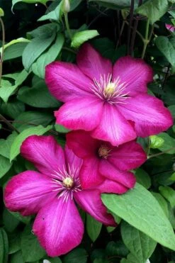 Ville De Lyon Clematis - 1 Gallon Pot -Plant Outlet Store clematis ville de lyon 13
