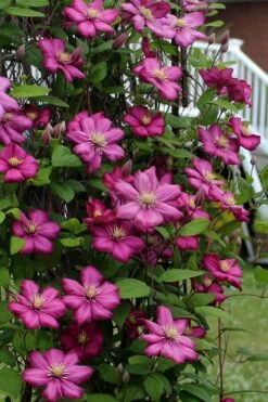 Ville De Lyon Clematis - 1 Gallon Pot -Plant Outlet Store clematis ville de lyon 2
