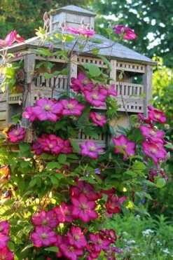 Ville De Lyon Clematis - 1 Gallon Pot -Plant Outlet Store clematis ville de lyon 7