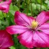 Ville De Lyon Clematis - 1 Gallon Pot -Plant Outlet Store clematis ville de lyon 8