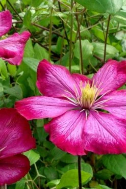 Plant Outlet Store 42 Ville De Lyon Clematis - 1 Gallon Pot