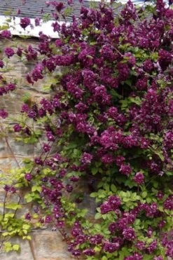 Purpurea Plena Elegans Clematis - 1 Gallon Pot -Plant Outlet Store clematis viticella purpurea plena elegans 1