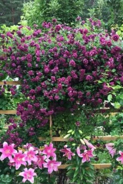 Purpurea Plena Elegans Clematis - 1 Gallon Pot -Plant Outlet Store clematis viticella purpurea plena elegans 3