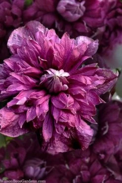 Purpurea Plena Elegans Clematis - 1 Gallon Pot -Plant Outlet Store clematis viticella purpurea plena elegans 8