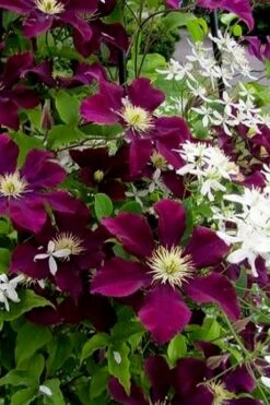 Warsaw Nike Clematis - 1 Gallon Pot -Plant Outlet Store clematis warsaw nike 11