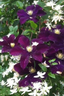 Warsaw Nike Clematis - 1 Gallon Pot -Plant Outlet Store clematis warsaw nike 12