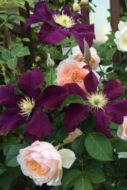 Warsaw Nike Clematis - 1 Gallon Pot -Plant Outlet Store clematis warsaw nike 13
