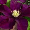 Warsaw Nike Clematis - 1 Gallon Pot 2 Warsaw Nike Clematis - 1 Gallon Pot -Plant Outlet Store clematis warsaw nike 15