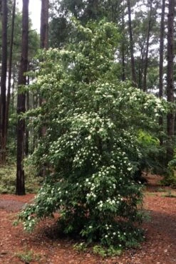 Bernice Evergreen Dogwood Tree (Cornus Angustata) - 2 Gallon Pot -Plant Outlet Store cornus angustata bernice evergreen dogwood tree 4